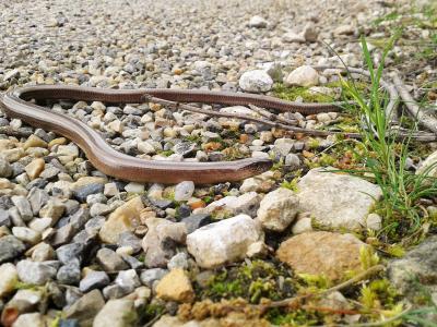Orvet fragile Anguis fragilis Linnaeus, 1758