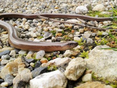 Orvet fragile Anguis fragilis Linnaeus, 1758
