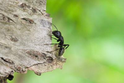  Camponotus vagus (Scopoli, 1763)