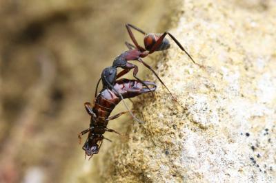  Camponotus cruentatus (Latreille, 1802)