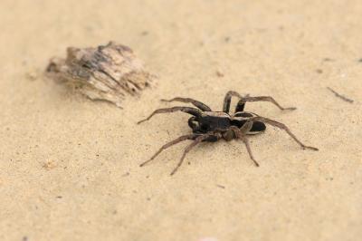  Alopecosa albofasciata (Brullé, 1832)