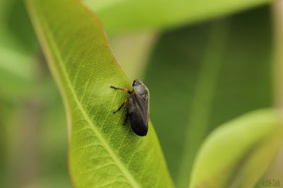  Cercopis intermedia Kirschbaum, 1868