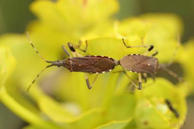  Dicranocephalus albipes (Fabricius, 1781)
