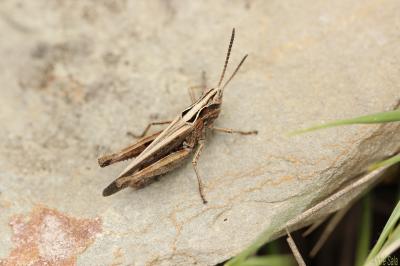  Chorthippus Fieber, 1852