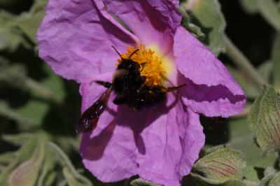  Xylocopa Latreille, 1802