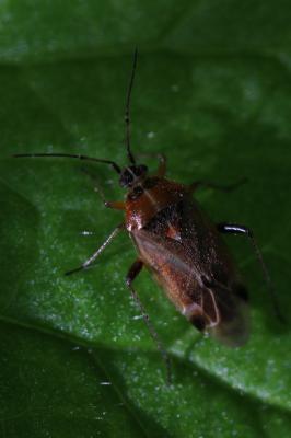  Harpocera thoracica (Fallén, 1807)