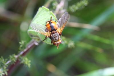  Tachina fera (Linnaeus, 1760)