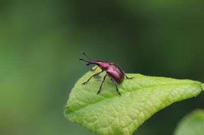 Charançon à écailles vertes Rhynchites auratus (Scopoli, 1763)