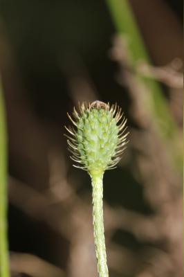 Pavot hybride Papaver hybridum L., 1753