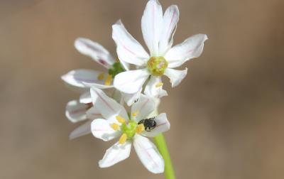 Ail un peu hérissé Allium subhirsutum L., 1753