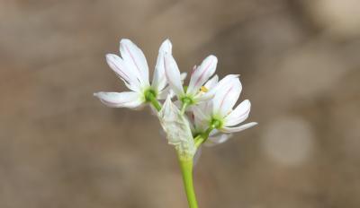 Ail un peu hérissé Allium subhirsutum L., 1753