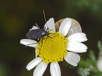 Miride variable, Punaise décorée Calocoris nemoralis (Fabricius, 1787)