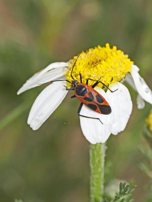 Miride variable, Punaise décorée Calocoris nemoralis (Fabricius, 1787)