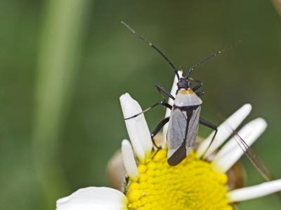 Miride variable, Punaise décorée Calocoris nemoralis (Fabricius, 1787)