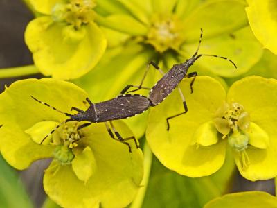  Dicranocephalus albipes (Fabricius, 1781)