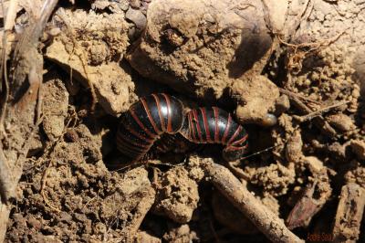  Glomeris marginata (Villers, 1789)