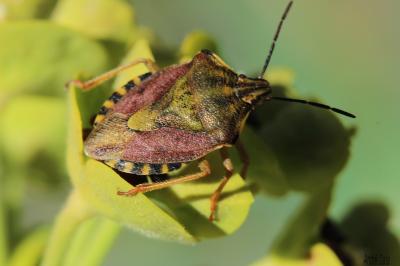  Carpocoris pudicus (Poda, 1761)