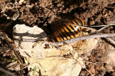  Glomeris annulata Brandt, 1833