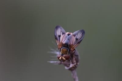  Ectophasia crassipennis (Fabricius, 1794)