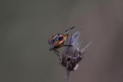  Ectophasia crassipennis (Fabricius, 1794)