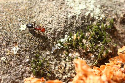  Camponotus lateralis (Olivier, 1792)