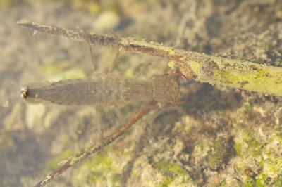  Dytiscidae Leach, 1815