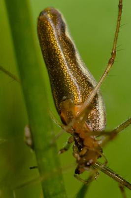  Tetragnatha montana Simon, 1874