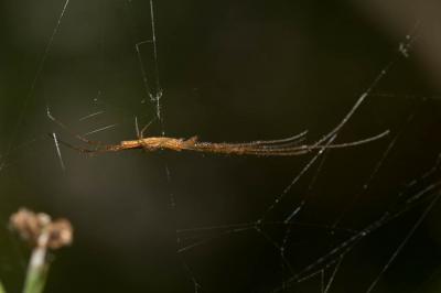  Tetragnatha montana Simon, 1874