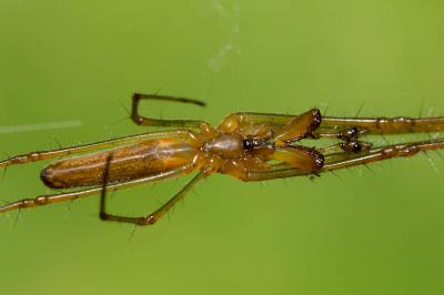  Tetragnatha montana Simon, 1874