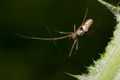  Tetragnatha nigrita Lendl, 1886