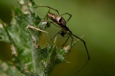  Tetragnatha nigrita Lendl, 1886