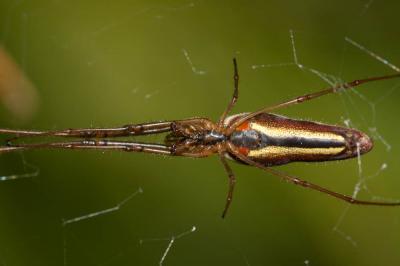 Tétragnathes Tetragnatha extensa (Linnaeus, 1758)