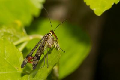  Panorpa cognata Rambur, 1842