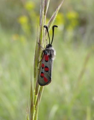 Zygène de l'Esparcette (La), Zygène de la Dorycnie Zygaena rhadamanthus (Esper, 1789)
