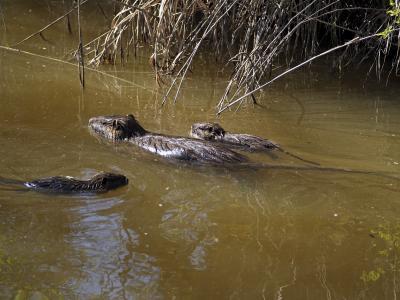 Ragondin Myocastor coypus (Molina, 1782)