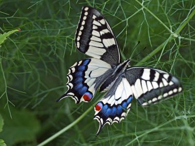 Machaon (Le), Grand Porte-Queue (Le) Papilio machaon Linnaeus, 1758