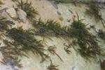  Fontinalis antipyretica Hedw., 1801