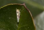  Zygina lunaris (Mulsant & Rey, 1855)