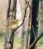 Pouillot véloce Phylloscopus collybita (Vieillot, 1887)