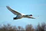 Cygne tuberculé Cygnus olor (Gmelin, 1803)