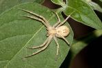  Philodromus 