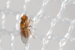  Aphaniosoma 