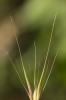 Orge des lièvres Hordeum murinum subsp. leporinum (Link) Arcang., 1882