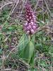 Orchis géant, Orchis à longues bractées, Barlie Himantoglossum robertianum (Loisel.) P.Delforge, 1999