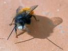  Osmia cornuta (Latreille, 1805)