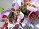  Osmia cornuta (Latreille, 1805)