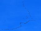 Grue cendrée Grus grus (Linnaeus, 1758)