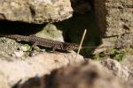 Lézard catalan Podarcis liolepis (Boulenger, 1905)