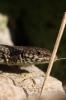 Lézard catalan Podarcis liolepis (Boulenger, 1905)