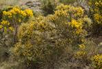 Cytise oroméditerranéen, Genêt oroméditerranéen, G Cytisus oromediterraneus Rivas Mart., T.E.Díaz, Fern.Prieto, Loidi & Peñas, 1984